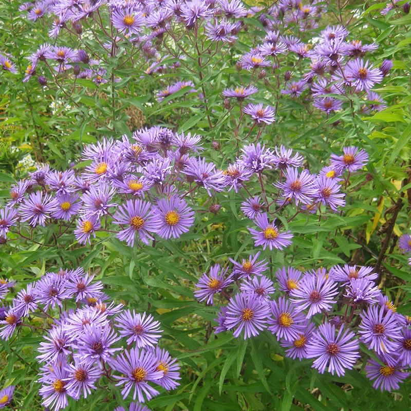 New-England-Aster-growing-wild