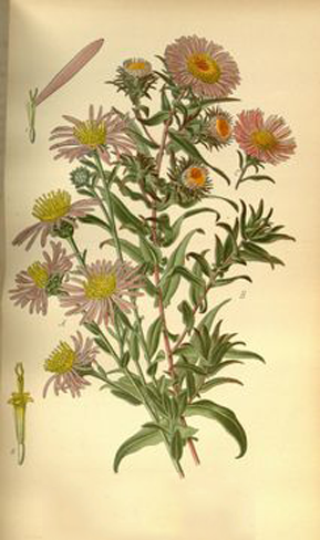 Plant-Illustration-of-New-England-Aster