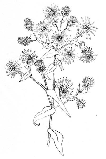Sketch-of-New-England-Aster