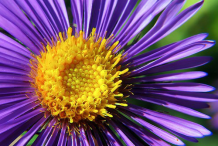 Closer-view-of-flower-of-New-England-Aster