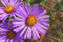 Flower-of-New-England-Aster