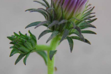 Flowering-buds-of-New-England-Aster