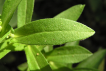 Leaves-of-New-England-Aster
