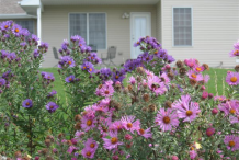 New-England-Aster-farming