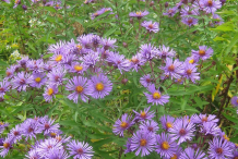 New-England-Aster-growing-wild