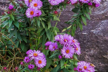 New-England-Aster-plant
