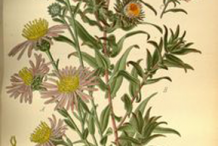 Plant-Illustration-of-New-England-Aster