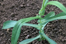 Saplings-of-New-England-Aster
