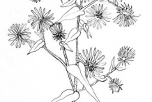Sketch-of-New-England-Aster