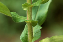 Stem-of-New-England-Aster