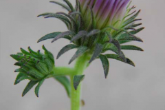 Flowering-buds-of-New-England-Aster