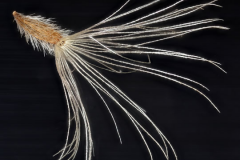 Seed-of-New-England-Aster