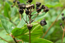 Dried-fruit-of-New-Jersey-Tea