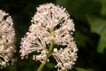 New-Jersey-Tea-Flower