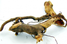 Root of New-Jersey-Tea-Plant