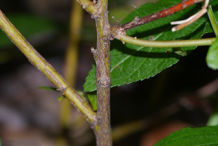 Stem of New-Jersey-Tea-Plant