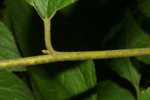 New-Jersey-Tea-branch