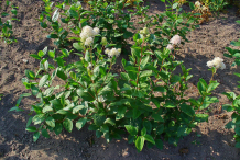 New-Jersey-Tea-plant