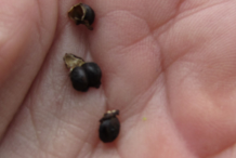 Seeds of New-Jersey-Tea-Plant