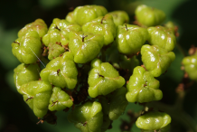 Premature-New-Jersey-Tea-fruit