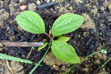 Small-New-Jersey-Tea-plant