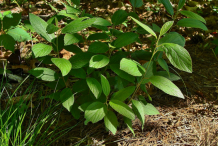 Young-New-Jersey-Tea-plant