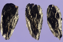 Seeds-of-New-Zealand-flax