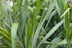 Leaves-of-New-Zealand-flax