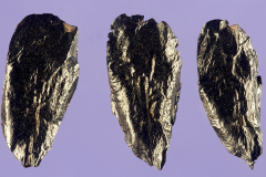 Seeds-of-New-Zealand-flax