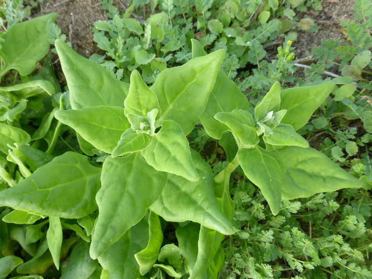 Leaves-of-New-Zealand-spinach