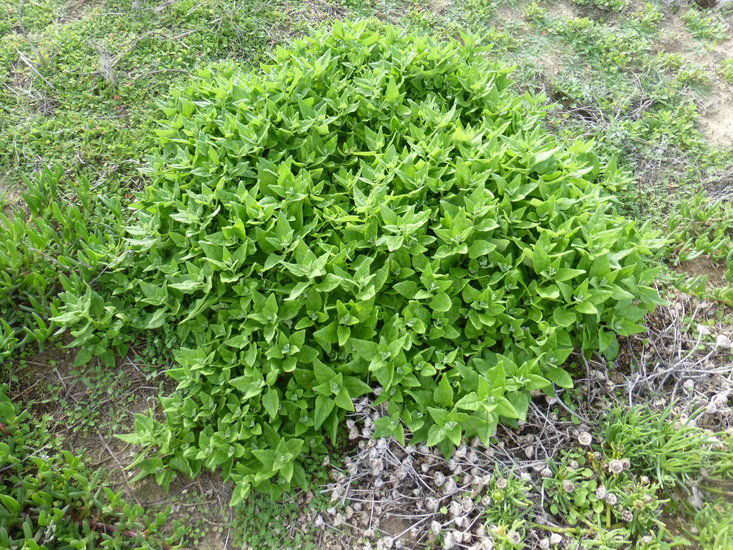 Plant-of-New-Zealand-spinach