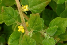 Close-up-flower-of-New-Zealand-spinach