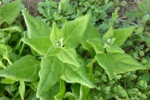 Leaves-of-New-Zealand-spinach