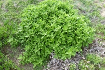 Plant-of-New-Zealand-spinach