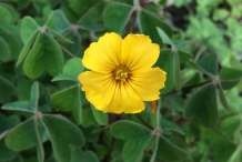 Close-up-flower-of-New-Zealand-Yam