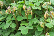 Flower-buds-of-New-Zealand-Yam