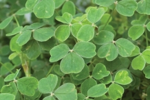 Leaves-of-New-Zealand-Yam