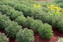New-Zealand-Yam-farm