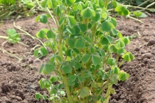 New-Zealand-Yam-plant