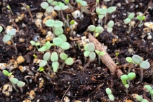 New-Zealand-Yam-seedlings