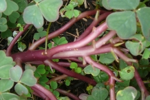 New-Zealand-Yam-stem