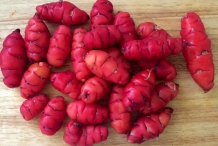 New-Zealand-Yam-tuberroot