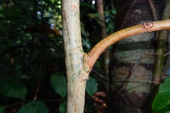 Branches-of-Ngapi-Nut-tree