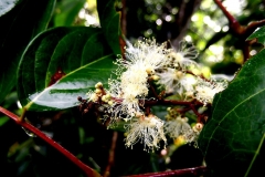 Flower-of-Ngapi-Nut
