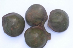 Fruits-of-Ngapi-Nut-tree