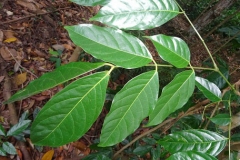 Leaves-of-Ngapi-Nut-tree