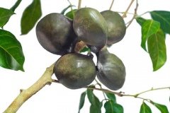 Ngapi-Nut-on-the-tree