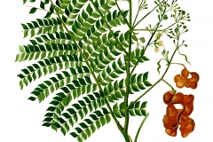 Plant-Illustration-of-Ngapi-nuts