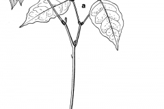 Sketch-of-Ngapi-Nut