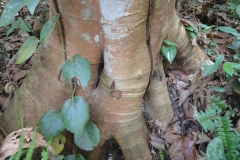Trunk-of-Ngapi-Nut-tree